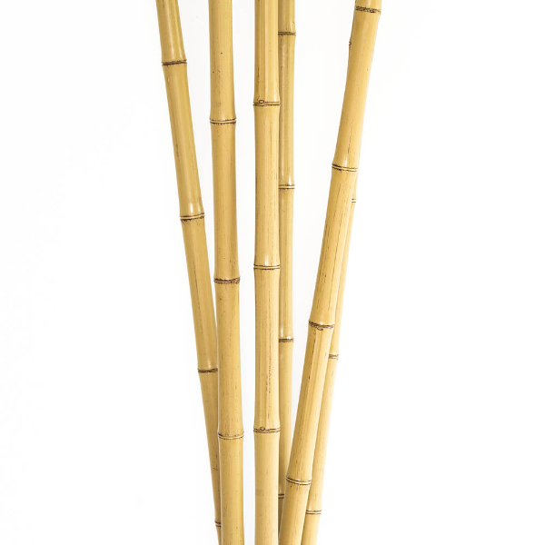 3m Bamboo Poles